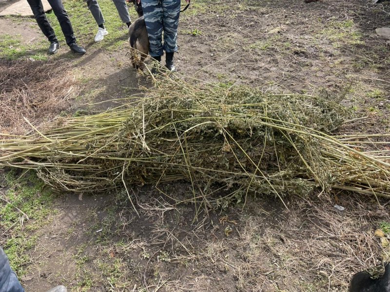 Александровские полицейские выявили факт незаконного хранения более семи килограммов марихуаны